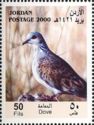 European Turtle Dove (Streptopelia turtur)