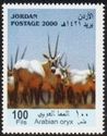 Arabian Oryx (Oryx leucoryx)