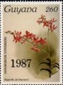 Dendrobium superbiens - overprinted