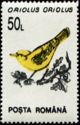 Golden Oriole (Oriolus oriolus)