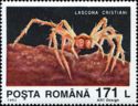 Cave Spider (Lascona cristiani)