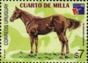 Quarter Horse (Equus ferus caballus)