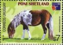 Shetland Pony (Equus ferus caballus)