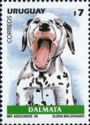 Dalmatian (Canis lupus familiaris)