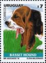 Basset Hound(Canis lupus familiaris)
