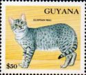 Egyptian Mau (Felis silvestris catus)