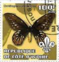 Ornithoptera alexandrae