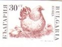Hen, Chicks (Gallus gallus domesticus) - Imperforate