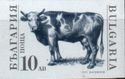 Domestic Cow (Bos primigenius taurus) - Imperforate