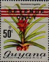 50c Guzmania lingulata