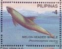 Melon-headed Whale (Peponocephala electra)