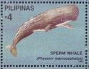 Sperm Whale (Physeter macrocephalus()