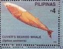 Cuvier's Beaked Whale (Ziphius cavirostris)