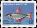 Tertra Beunos Aires (Hemigrammus caudivittatus)