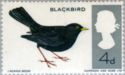 Common Blackbird (Turdus merula) - Phosphor