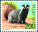 Eurasian Badger (Meles meles)