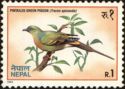 Pin-tailed Green Pigeon (Treron apicauda)