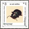 Leaf Beetle (Ambrostoma mahesa)