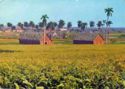 Tobacco Field