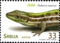 Crimean Wall Lizard (Podarcis taurica)