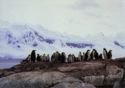 Papua Penguins, Chilean Antarctic Territory