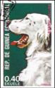 Setter (Canis lupus familiaris)