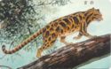 Clouded Leopard
