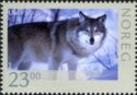 Wolf (Canis lupus)