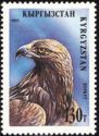 Golden Eagle (Aquila chrysaetos)