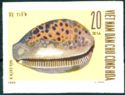 Cowrie (Cypraea sp.)