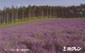 Lavender field