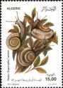 White Garden Snail (Theba pisana)