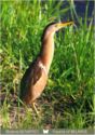 Little Bittern (Ixobrychus minutus)
