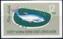 Silver Carp (Hypophthalmichthys molitrix)