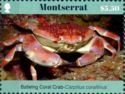 Batwing Coral Crab (Carpilius corallinus)