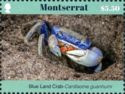 Blue Land Crab (Cardisoma guanhumi)