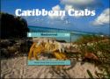 Caribbean Crabs