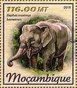 Elephas maximus borneensis