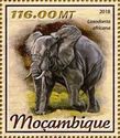 Loxodonta africana
