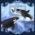 Killer Whale (Orcinus orca)