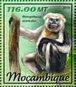 Tonkin Snub-nosed Monkey (Rhinopithecus avunculus)