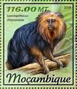 Golden-headed Lion Tamarin (Leontopithecus chrysomelas)