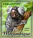Common Marmoset (Callithrix jacchus)