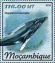Humpback Whale (Megaptera novaeangliae)
