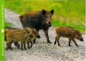 Wild Boar (Sus scrofa)