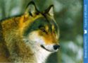 European Wolf (Canis lupus)