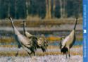 Common crane (Grus grus)