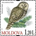 Ural Owl (Strix uralensis)