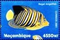 Regal Angelfish (Pygoplites diacanthus)