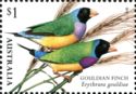 Gouldian Finch (Erythrura gouldiae)